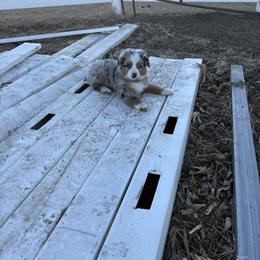 Miniature Australian Shepherd Puppies from Mid-Plains Mini Aussies