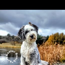 Dixie - Sheepadoodle