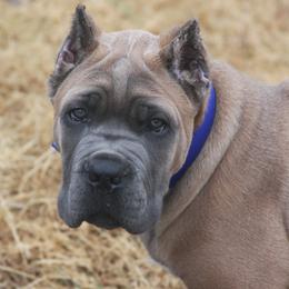 "DaVinci" Cane Corso Puppies from Michelle Jackson