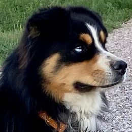 Miniature Australian Shepherds from Dirt Road Aussie’s of Montana