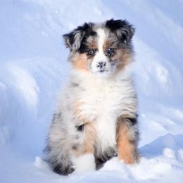 Autumn - Blue merle female Miniature Australian Shepherd puppy in Akeley, Minnesota from Rustic Original Aussies