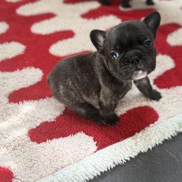 Girl 3 - Brindle and white female French Bulldog puppy in Livingston, Texas from Drake Home Frenchies