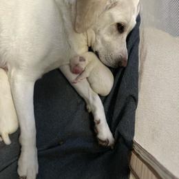 Blue Collar - Yellow male Labrador Retriever puppy in Nampa, Idaho from Gem State English Labrador Retrievers