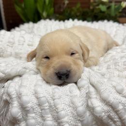 Boy 1 - male Labrador Retriever puppy in Petersboro, Utah from Chris Kolste
