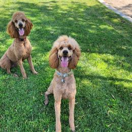 Poodles from Sydney Ramsdell