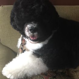 Portuguese Water Dog Puppies from Seawind Portuguese Water Dogs