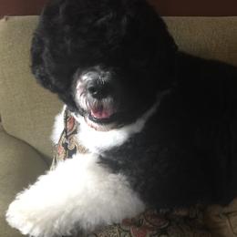Portuguese Water Dog Puppies from Seawind Portuguese Water Dogs