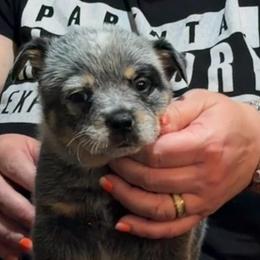 Major - Blue male Australian Cattle Dog puppy in Sanger, Texas from Straight Arrow Australian Cattle Dogs