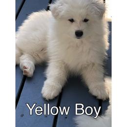 Samoyed Puppies from Shasta Samoyeds