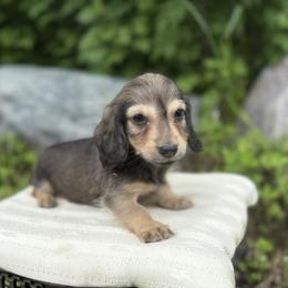 Boy 2 - male Dachshund puppy in Crystal, Michigan from Mare-bella Dachshunds