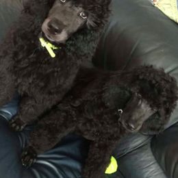 Miniature Schnauzers and Poodles from Tropheous