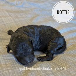 Dottie - Tri-color  female Golden Aussiedoodle puppy in Hyrum, Utah from Goldendoodledoo Farms