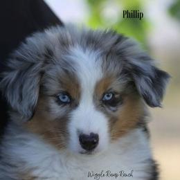 Phillip - Miniature American Shepherd puppy from Wiggle Rump Ranch