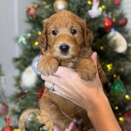 St. Nick (dark blue collar) - Apricot male Goldendoodle puppy in Murrieta, California from Apricot Poodles & Goldendoodles, LLC