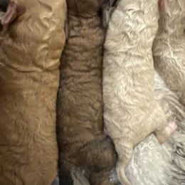 Chipotle - Sable female Poodle puppy in Haines City, Florida from Noelle Poodles