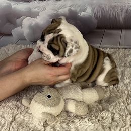Bulldog Puppies from Sweet Rolls