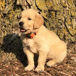 Max (Orange) - Golden male Golden Retriever puppy in Webster City, Iowa from Whispering Pines Precious Puppies
