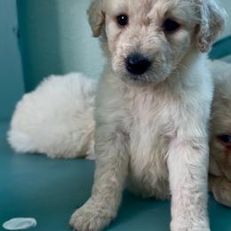 Mrs. Incredible - Cream female Goldendoodle puppy in Pensacola, Florida from Goldendoodles Love You in Pensacola Friend Edition