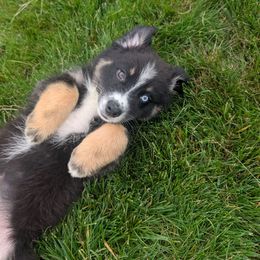Sosa - Black tri-color female Australian Shepherd puppy in Elverson, Pennsylvania from Blosenski Aussies