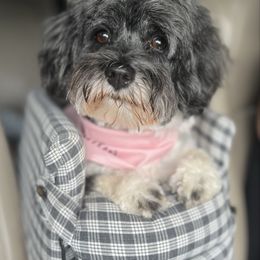 Bella - Havanese