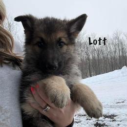 Blue HC - Black and tan male German Shepherd puppy in Terra Alta, West Virginia from Shepherd Country Farm and Kennels
