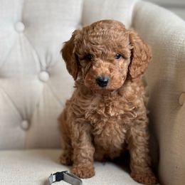 Benji (Gray collar) - Red  male Goldendoodle puppy in Skamokawa, Washington from East Valley Pups