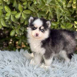 Wesson - Black and white male Pomsky puppy in San Bernardino County And Serving Los Angeles County, California from Legendary Pomskies