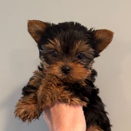 Champion sired Max - Black and gold male Yorkshire Terrier puppy in Forest Hill, Maryland from Chikito's Yorkies
