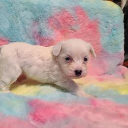 Powderpuff or very hairy hairless female 2 - White and black female Chinese Crested puppy in New Castle, Pennsylvania from Long Haul Cresteds & Long Rotts
