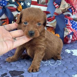 Freedom - Red  male Goldendoodle puppy in Lancaster, Kentucky from Dream Paws Puppies, LLC
