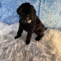 Poodle Puppies from Abbott Standard Poodles