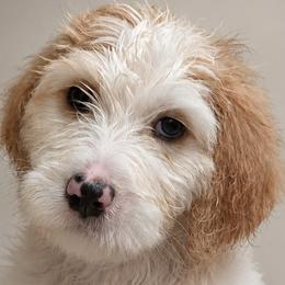 Girl 2 - female Bernedoodle puppy in Henderson, Colorado from Huggable Bernedoodles of Colorado LLC