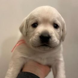Girl 1 - Yellow female Labrador Retriever puppy in Hutto, Texas from Texas Bluebonnet Labs