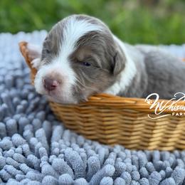 Lilac Tri 1,700 - Lilac male Border Collie puppy in Nashville, Arkansas from Whisenhunt Farms
