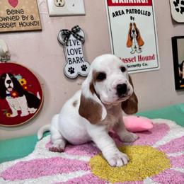 Luna - Red and white female Basset Hound puppy in Pilot Mtn, North Carolina from Lowdown Love Basset Hounds