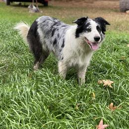 Razzi - Border Collie