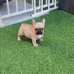 Squirt - Fawn male French Bulldog puppy in Las Vegas, Nevada from Fabulousbulldogs LLC