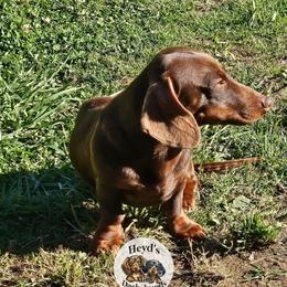 Roca - Chocolate and tan female Dachshund puppy in Hoquiam, Washington from Heyd's Mini Dachshunds