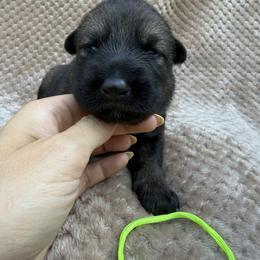 Lime - Sable male German Shepherd puppy in Buffalo, West Virginia from Z Tykev Vino LLC