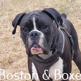 Zeke - Boxer