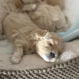 Maltipoo Puppies from Marina