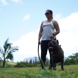 Cane Corso All Grown Up from Diamond Cut Kennels, Hawaii