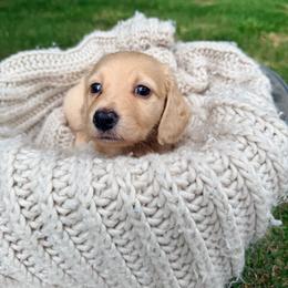 Reed - Cream male Dachshund puppy in Crossville, Tennessee from Golden Mini Farm
