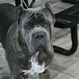 Klaus - Cane Corso