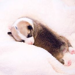 Pembroke Welsh Corgi Puppies from Cosmere Corgis