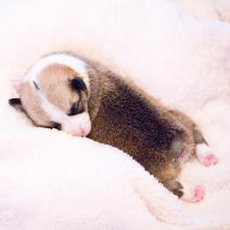 Pembroke Welsh Corgi Puppies from Cosmere Corgis