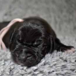 Four Roses - Black and white female Great Dane puppy in Chapmansboro, Tennessee from Balthrop Bend Farms