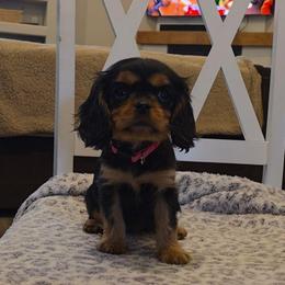 Venus - Black and tan female Cavalier King Charles Spaniel puppy in Winnemucca, Nevada from Ruby Mountain Cavaliers