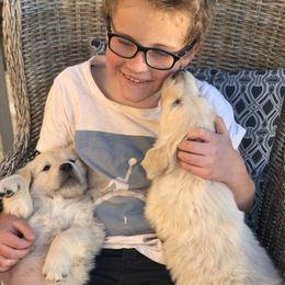 Golden Retriever Puppies from Brightside Goldens