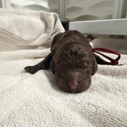 Burgundy - Brown male Poodle puppy in Troy, Alabama from Redmond Rose Kennel